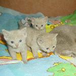  Продам котят британских рожденые 10 февраля