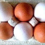 Яйца со своего хозяйства